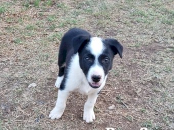 3 male Border Collie pups for sale