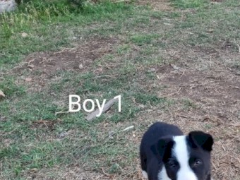 3 male Border Collie pups for sale