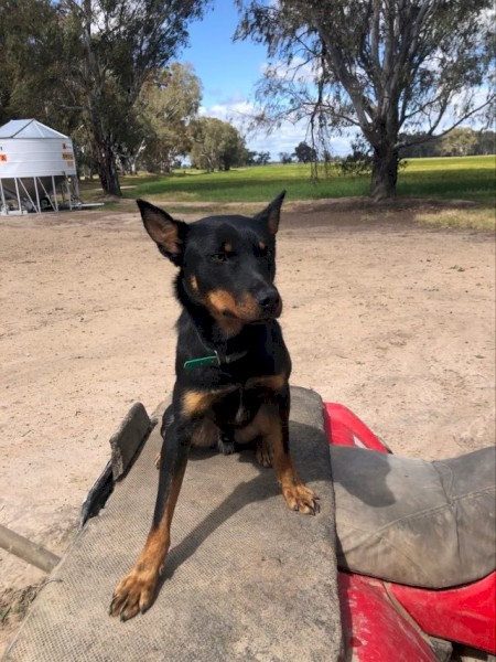 Male Kelpie