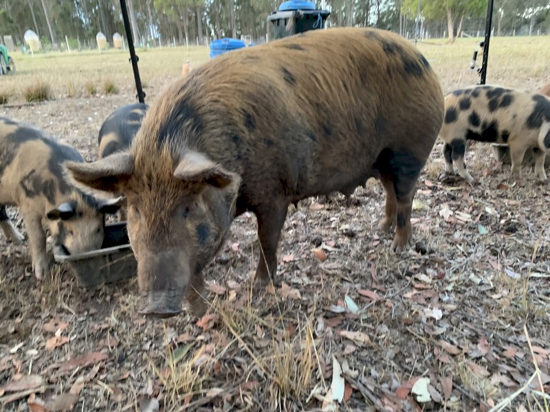 Breeding pair pigs, Tamworth x mini, 12months old