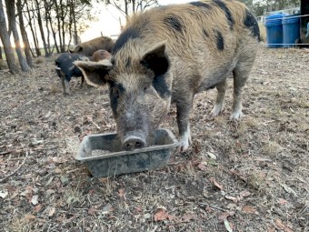 Breeding pair pigs, Tamworth x mini, 12months old