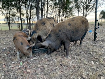 Breeding pair pigs, Tamworth x mini, 12months old