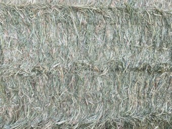 90 x Oaten Hay 560kg 8x4x3 Bales (New Season 23/24)