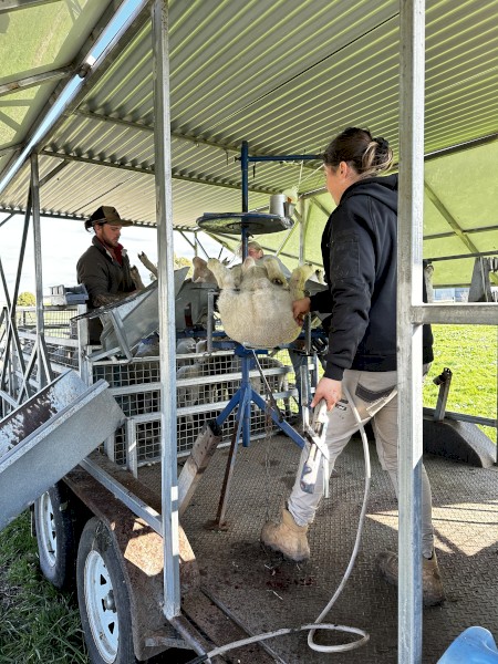 Lamb Marking Trailer