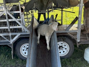 Lamb Marking Trailer