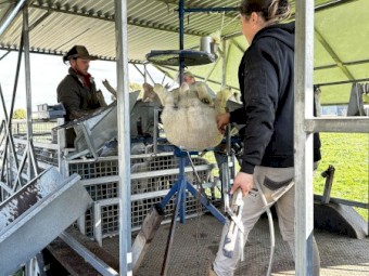 Lamb Marking Trailer