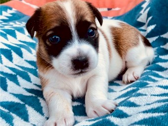 Amazing Jack Russell Terrier Puppies Available