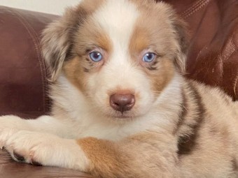 Playful Australian Shepherd Puppies For Sale