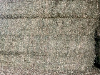 88 x Pea Hay 560kg 8x4x3 Bales (New Season 23/24)