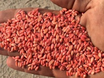 WANTED 100mt Treated Wheat Seed