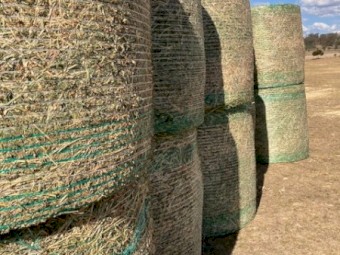 Prime Lucerne 4^4 Hay