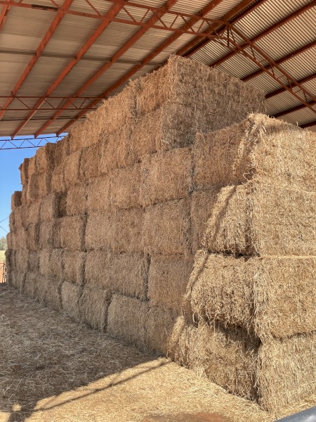 Lucerne Hay 600kg bales