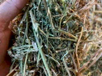 Lucerne Hay 600kg bales