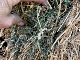 Lucerne Hay 600kg bales