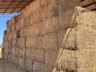 Lucerne Hay 600kg bales