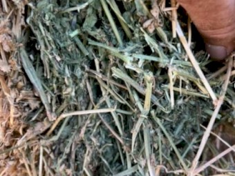 Lucerne Hay 600kg bales
