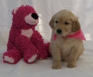 2 Golden Retriever puppies