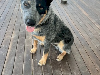 Stumpy tail blue heeler 