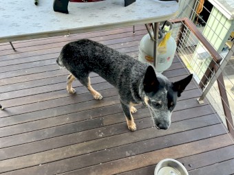 Stumpy tail blue heeler 