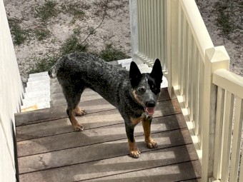 Stumpy tail blue heeler 