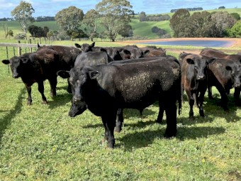 29 angus steers eu accredited 15-16 months