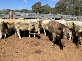30 EU angus charolais 15-16 months 