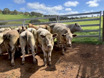 30 EU angus charolais 15-16 months 