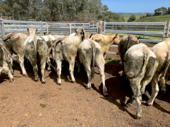 30 EU angus charolais 15-16 months 