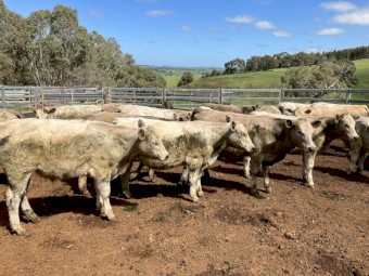 30 EU angus charolais 15-16 months 