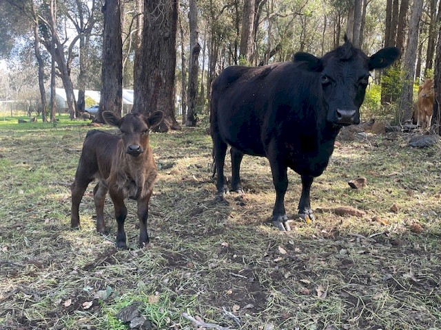 Dexter Cow and Calf Pairs