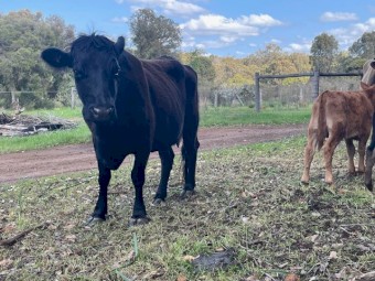 Dexter Cow and Calf Pairs