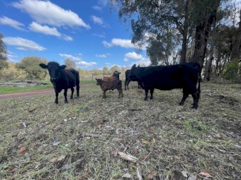 Dexter Cow and Calf Pairs