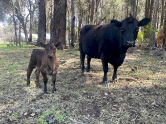 Dexter Cow and Calf Pairs