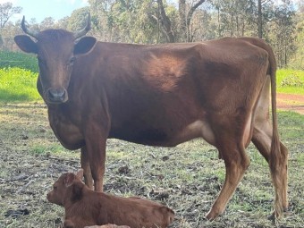Dexter Cow and Calf Pairs