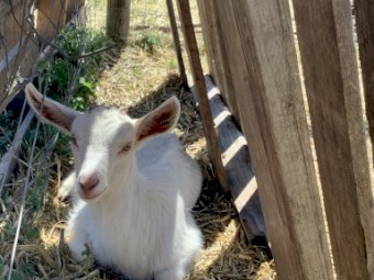 Dairy Goat Kids, Pairs Only, Doeling and Wether Pair or whole starter herd of 8 available