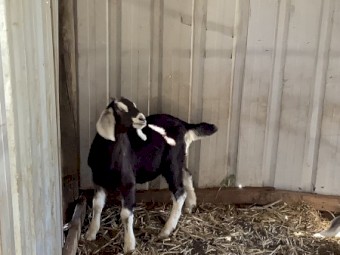 Dairy Goat Kids, Pairs Only, Doeling and Wether Pair or whole starter herd of 8 available