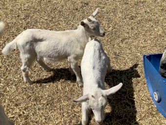 Dairy Goat Kids, Pairs Only, Doeling and Wether Pair or whole starter herd of 8 available