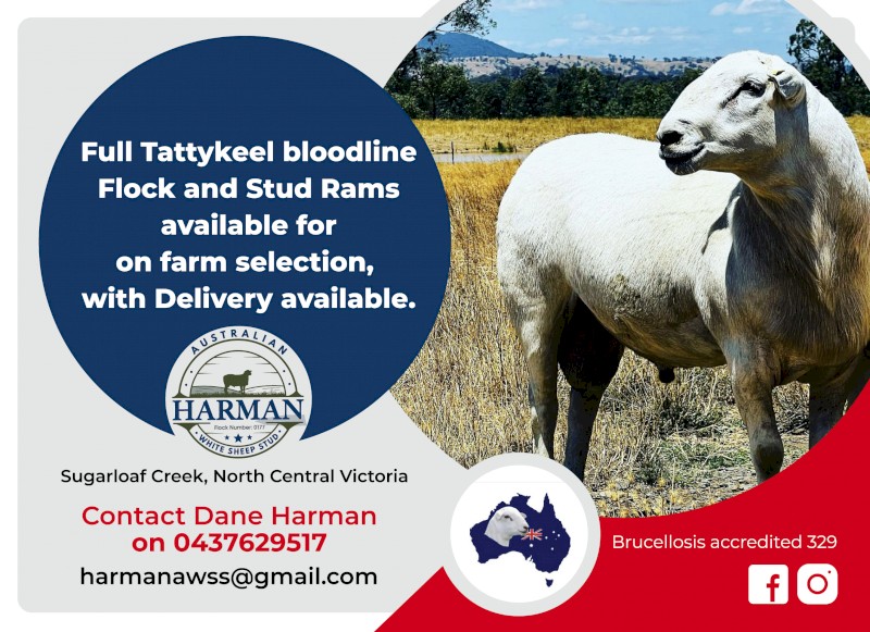Quality Tattykeel Bloodline Flock Rams 