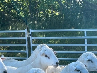 Quality Tattykeel Bloodline Flock Rams 