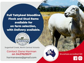 Quality Tattykeel Bloodline Flock Rams 