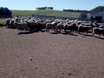 275 Merino Ewes 2yrs, 7 months wool growth.