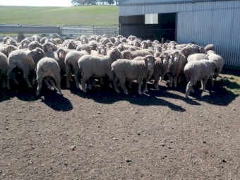 275 Merino Ewes 2yrs, 7 months wool growth.