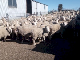 275 Merino Ewes 2yrs, 7 months wool growth.