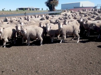 275 Merino Ewes 2yrs, 7 months wool growth.