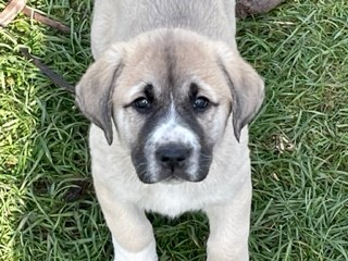 Anatolian Shepherds Livestock Guardians