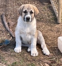 Anatolian Shepherds Livestock Guardians