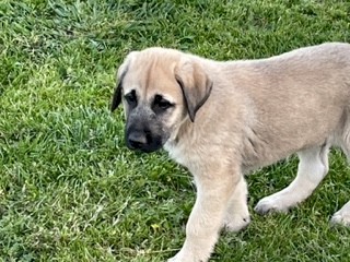 Anatolian Shepherds Livestock Guardians
