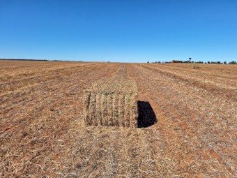 100mt Vetch Hay 670kg 8x4x3 Bales (New Season 23/24)