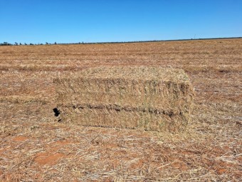 100mt Vetch Hay 670kg 8x4x3 Bales (New Season 23/24)