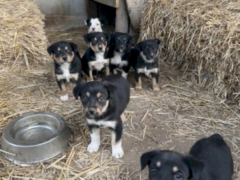 Border Collie x Kelpie pups. 